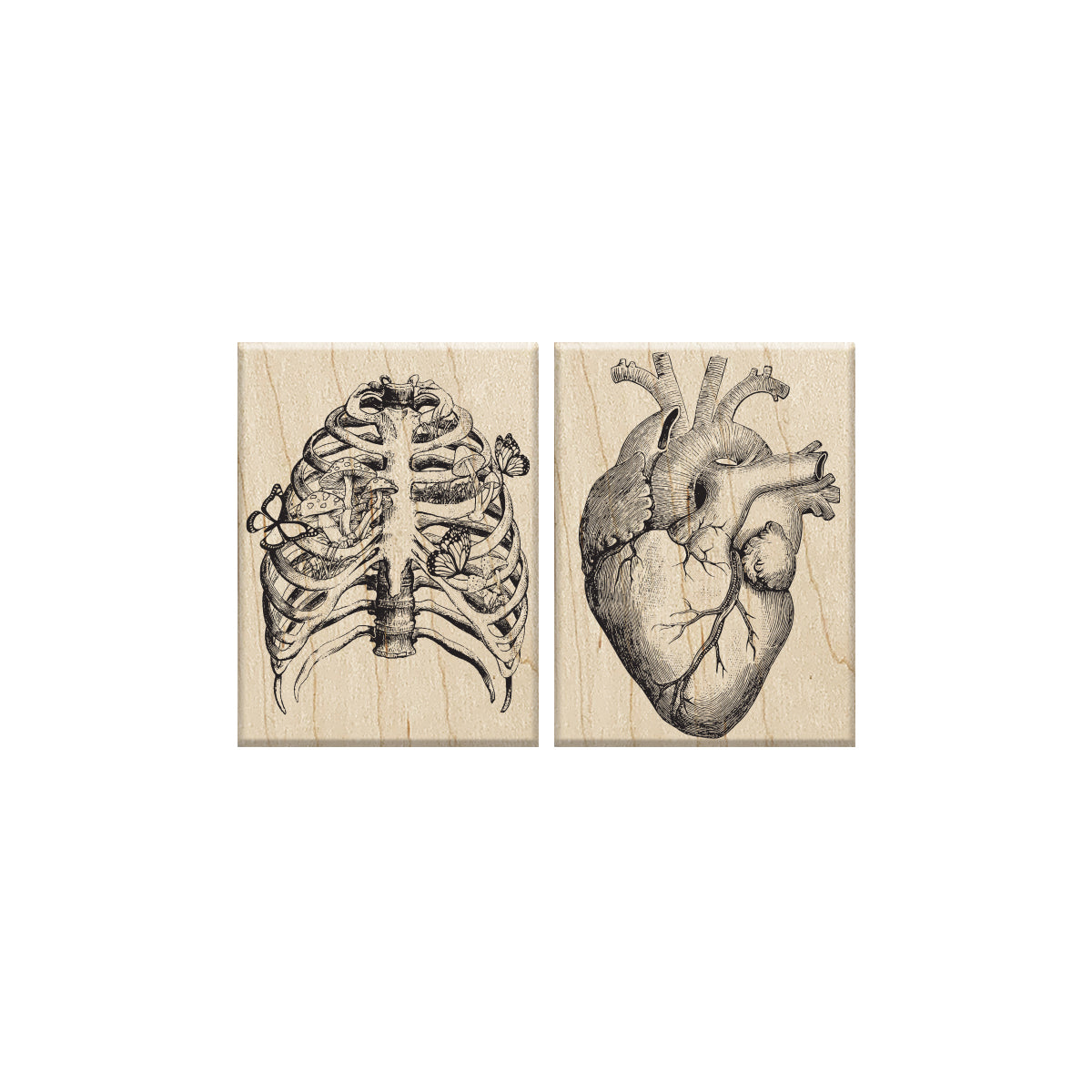 Set de Sellos Anatomía